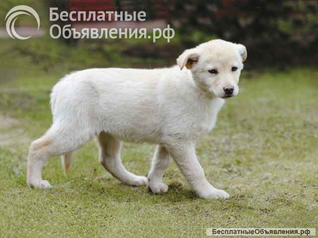 Ищет дом маленькое щенячье сердце