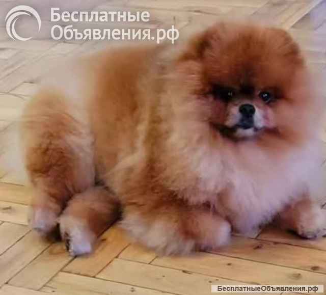 Питомник померанских шпицев на продажу