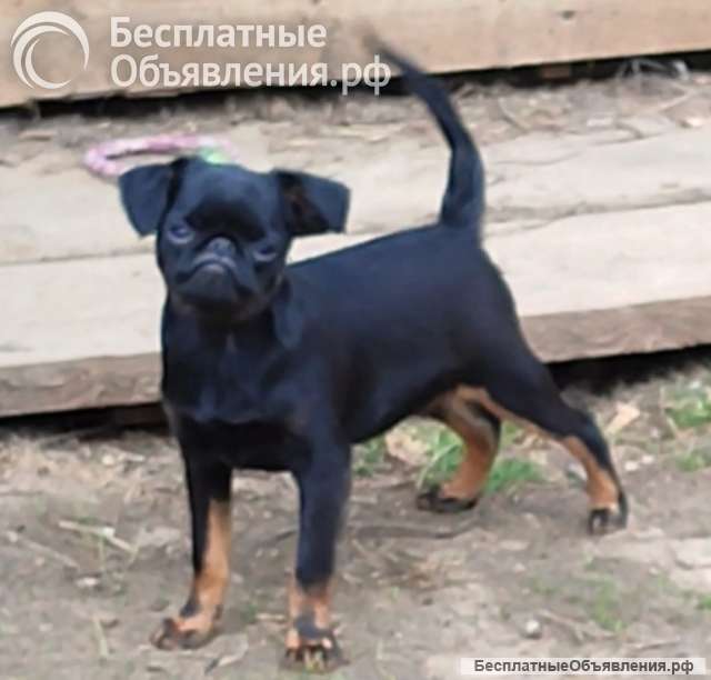 Щенки Брабансона из Питомника