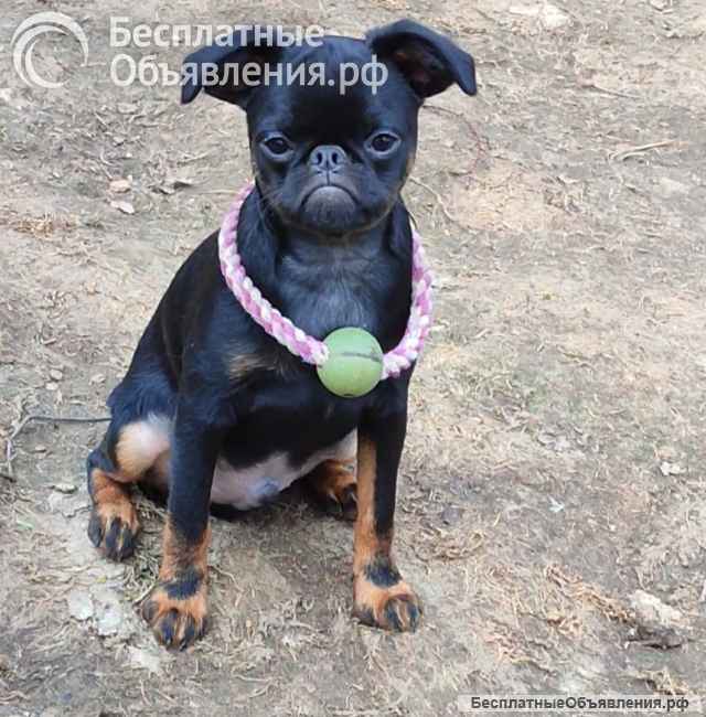 Щенки Брабансона из Питомника