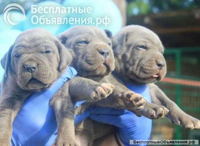 Щенки Кане Корсо