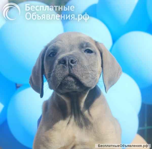 Щенки Кане Корсо