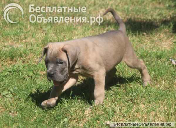 Щенки Кане Корсо