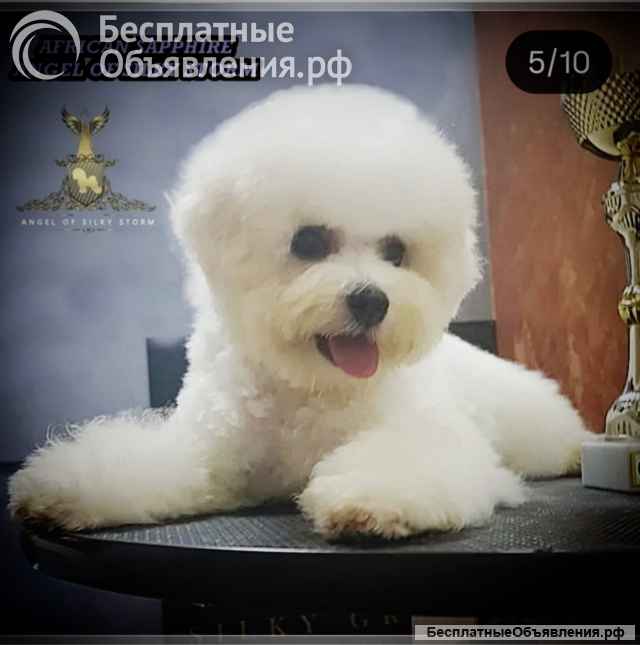 Бишон фризе щенки
