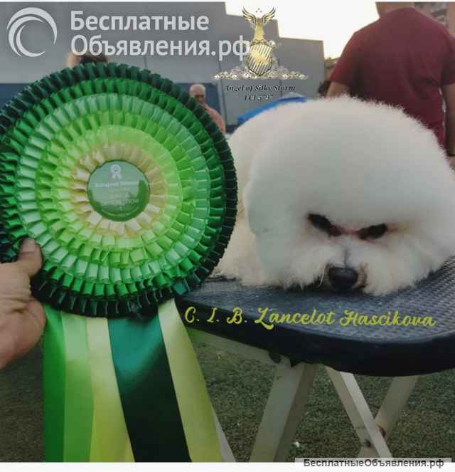 Бишон фризе щенки