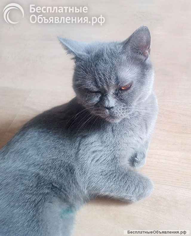 Ева ищет дом и человека, которому сможет поверить