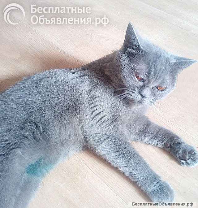 Ева ищет дом и человека, которому сможет поверить