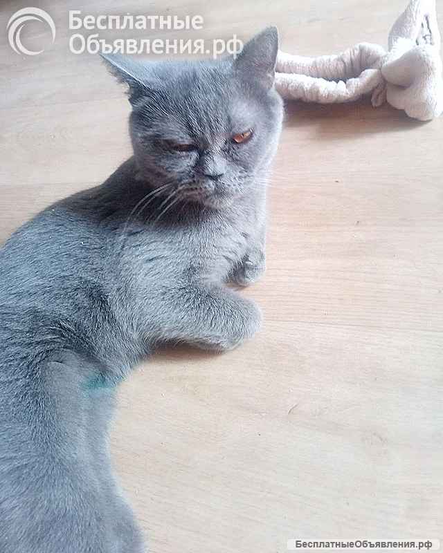 Ева ищет дом и человека, которому сможет поверить