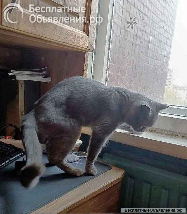 Ева ищет дом и человека, которому сможет поверить