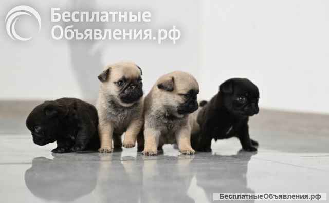 Щенки Мопса. Мопс.