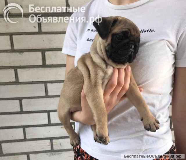 Щенки Мопса. Мопс.
