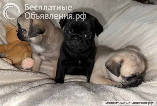 Щенки Мопса. Мопс.