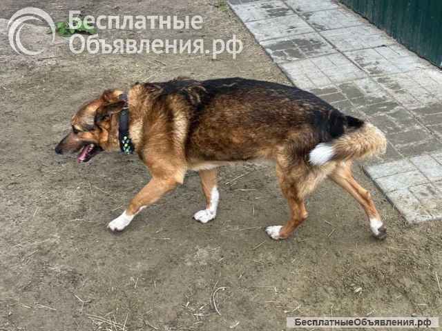 Собакам умершего хозяина срочно нужен дом