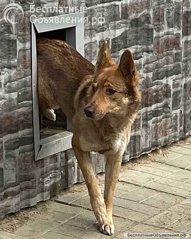 Собакам умершего хозяина срочно нужен дом