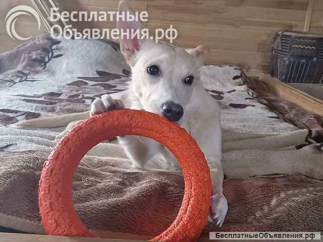 Собакам умершего хозяина срочно нужен дом