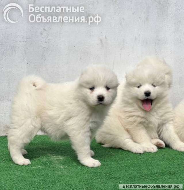 Щенки самоеда