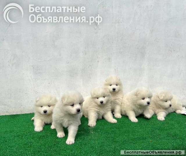 Щенки самоеда