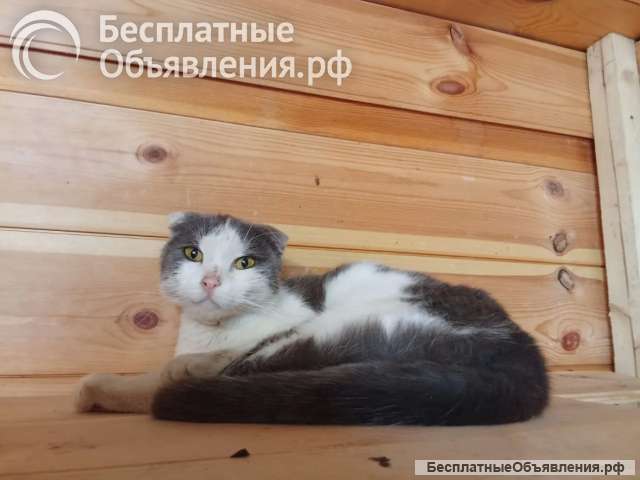 Ищет дом мальчик-вислоушка