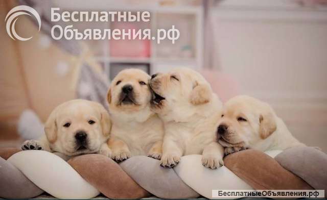 Щенки лабрадора