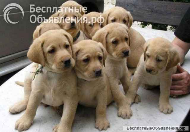 Щенки лабрадора