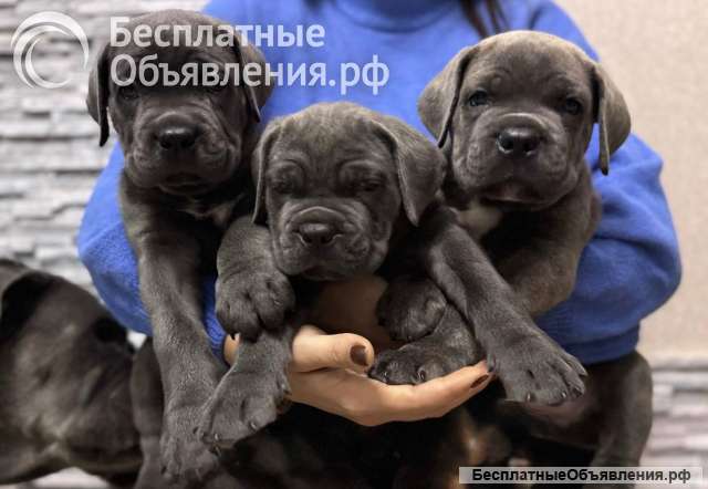 Щенки кане корсо
