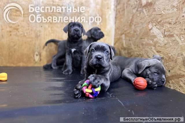 Щенки кане корсо