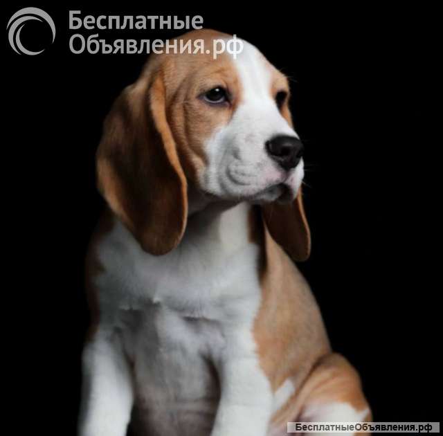 Щенки бигля