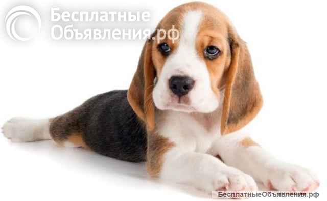 Щенки бигля