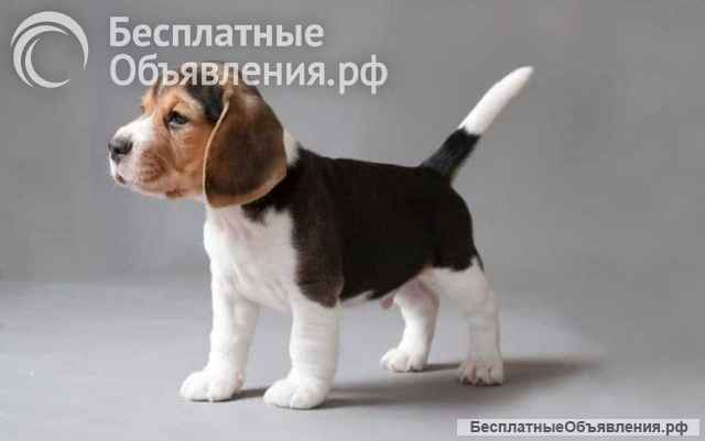 Щенки бигля