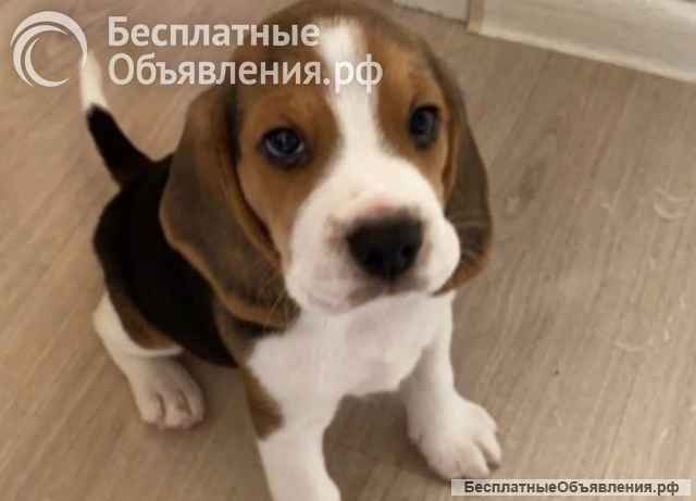 Щенки бигля
