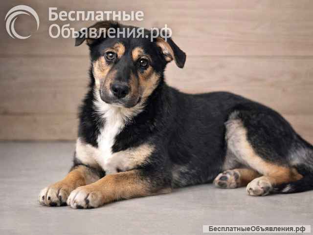 Очень красивая и ласковая собачка-подросток Инди ищет дом