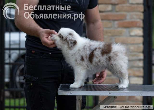 Бордер колли Щенки