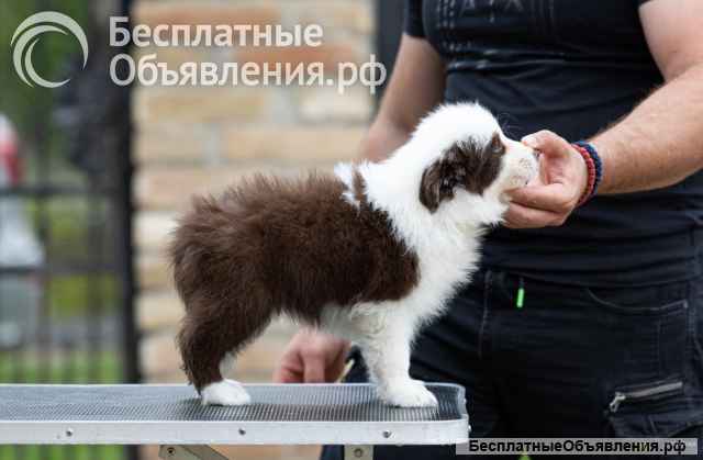 Бордер колли Щенки