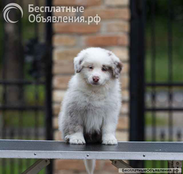 Бордер колли Щенки