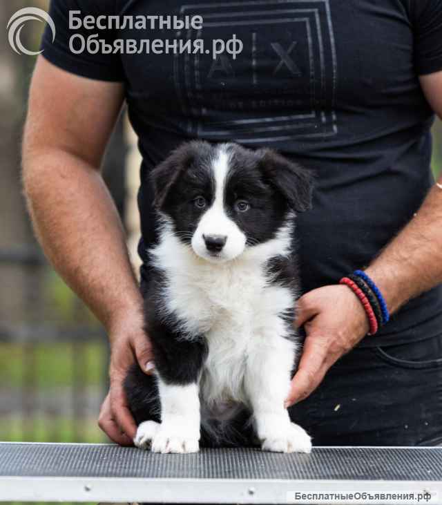Бордер колли Щенки