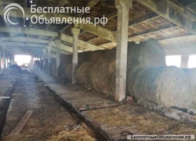 Ферма колхоз сельскохозяйственный