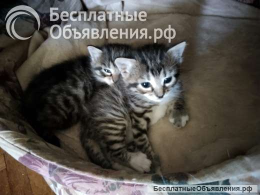 Котят