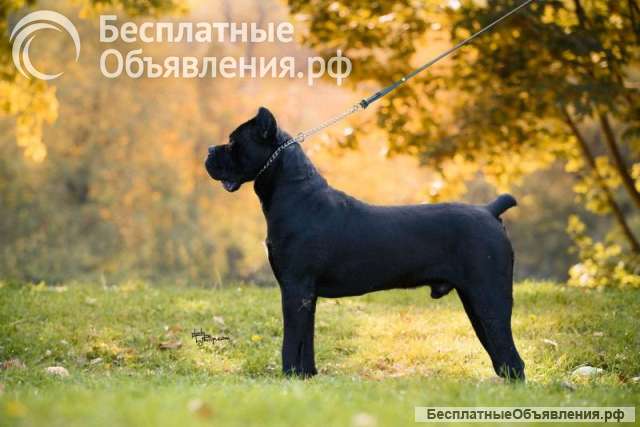 Кане корсо кобель на продажу