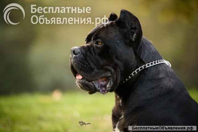 Кане корсо кобель на продажу