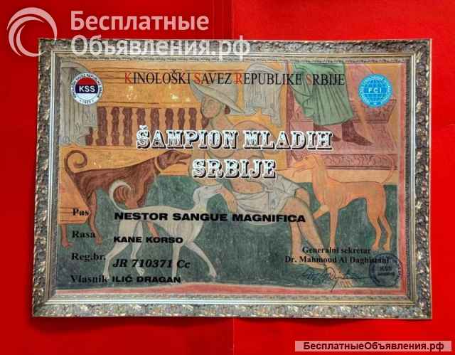Кане корсо кобель на продажу