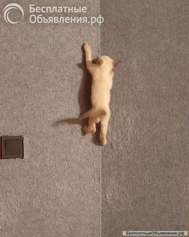 Сиамские котята