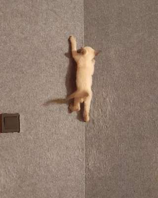 Сиамские котята