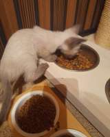 Сиамские котята