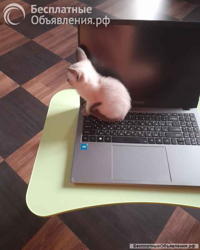 Сиамские котята