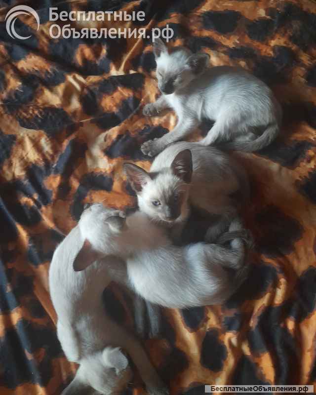 Сиамские котята