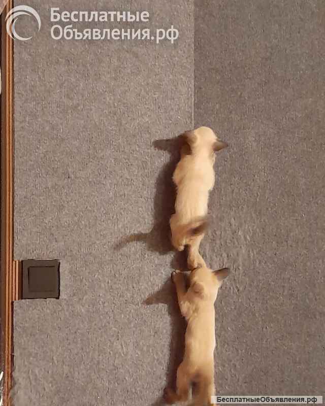 Сиамские котята