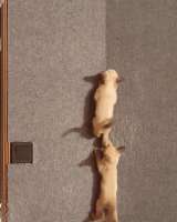Сиамские котята