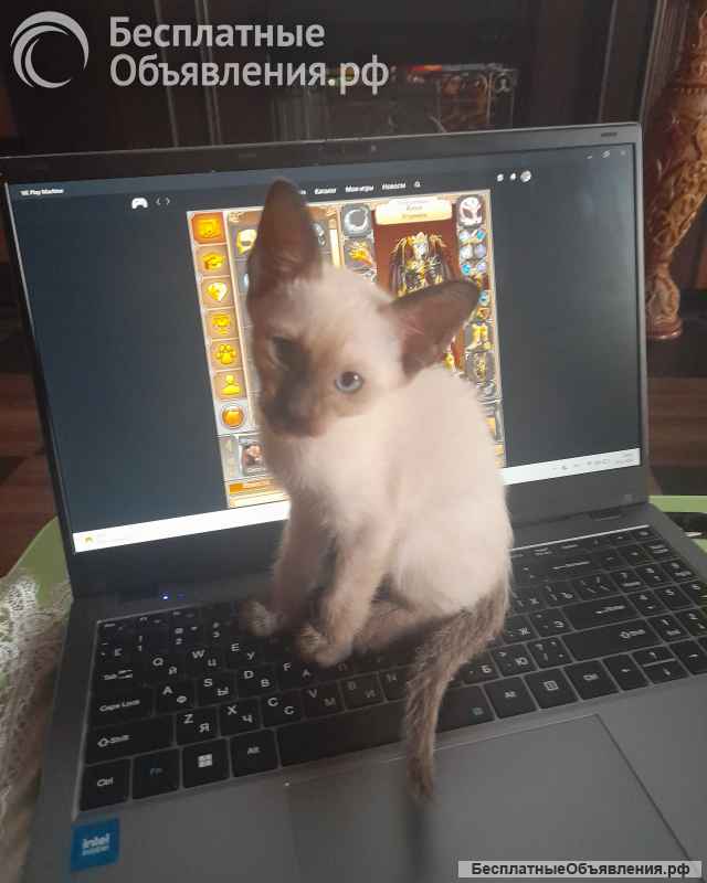 Сиамские котята