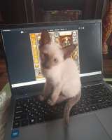 Сиамские котята