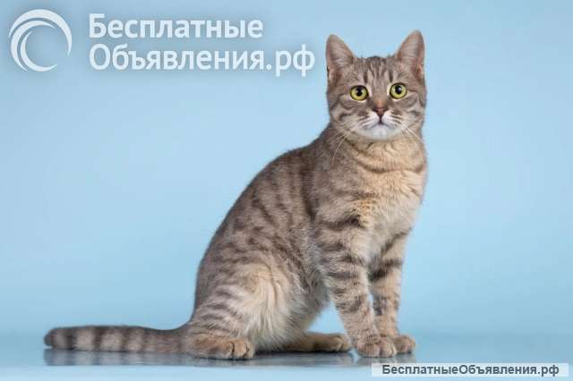 Очаровательная Мишель ищет дом